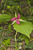 Red Trillium, Trillium erectum