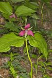 Red Trillium, Trillium erectum
