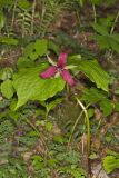 Red Trillium, Trillium erectum