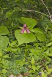 Red Trillium, Trillium erectum