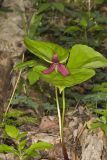 Red Trillium, Trillium erectum