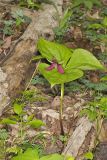 Red Trillium, Trillium erectum