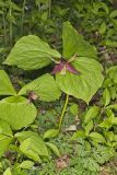 Red Trillium, Trillium erectum