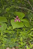 Red Trillium, Trillium erectum