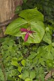 Red Trillium, Trillium erectum
