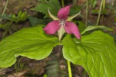 Red Trillium