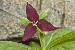 Red Trillium, Trillium erectum