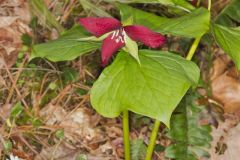 Red Trillium, Trillium erectum