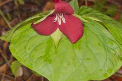 Red Trillium, Trillium erectum