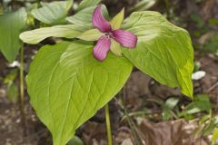 Red Trillium, Trillium erectum