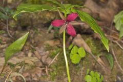 Red Trillium, Trillium erectum