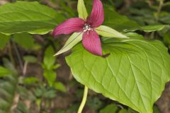 Red Trillium, Trillium erectum
