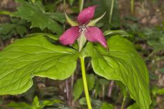 Red Trillium, Trillium erectum