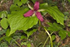 Red Trillium, Trillium erectum