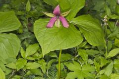 Red Trillium, Trillium erectum