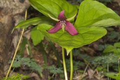 Red Trillium, Trillium erectum