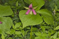 Red Trillium, Trillium erectum