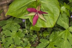 Red Trillium, Trillium erectum