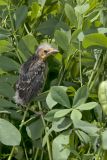 Red-winged Blackbird, Agelaius phoeniceus