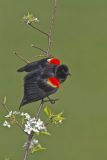 Red-winged Blackbird, Agelaius phoeniceus