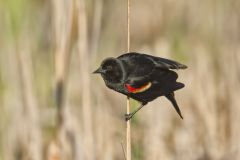 Red-winged Blackbird, Agelaius phoeniceus