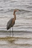 Reddish Egret, Egretta rufescens