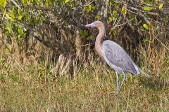 Reddish Egret
