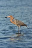 Reddish Egret, Egretta rufescens