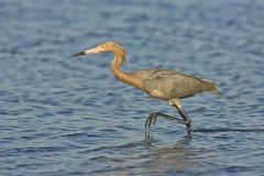 Reddish Egret, Egretta rufescens