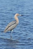 Reddish Egret, Egretta rufescens