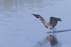 Reddish Egret, Egretta rufescens