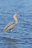 Reddish Egret, Egretta rufescens