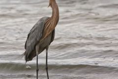 Reddish Egret, Egretta rufescens