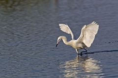 Reddish Egret, Egretta rufescens