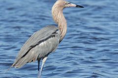 Reddish Egret, Egretta rufescens