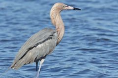 Reddish Egret, Egretta rufescens