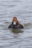 Redhead, Aythya americana