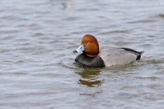 Redhead, Aythya americana