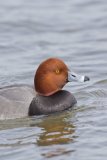 Redhead, Aythya americana