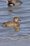 Redhead, Aythya americana