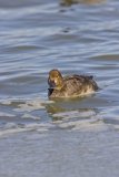Redhead, Aythya americana