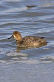 Redhead, Aythya americana