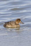 Redhead, Aythya americana