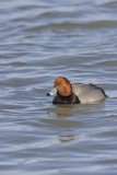 Redhead, Aythya americana