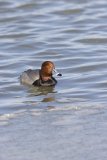 Redhead, Aythya americana