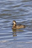 Redhead, Aythya americana