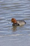 Redhead, Aythya americana