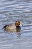 Redhead, Aythya americana