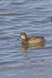 Redhead, Aythya americana