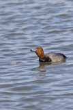 Redhead, Aythya americana